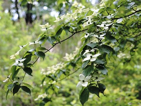 小樹木|庭木におすすめの常緑樹38種！低木、中木、高木、花木、果樹、。